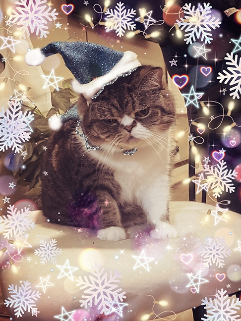 cat